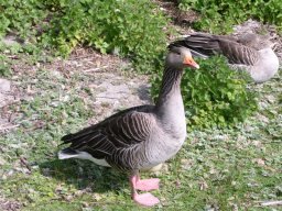 Baie de Somme 2005